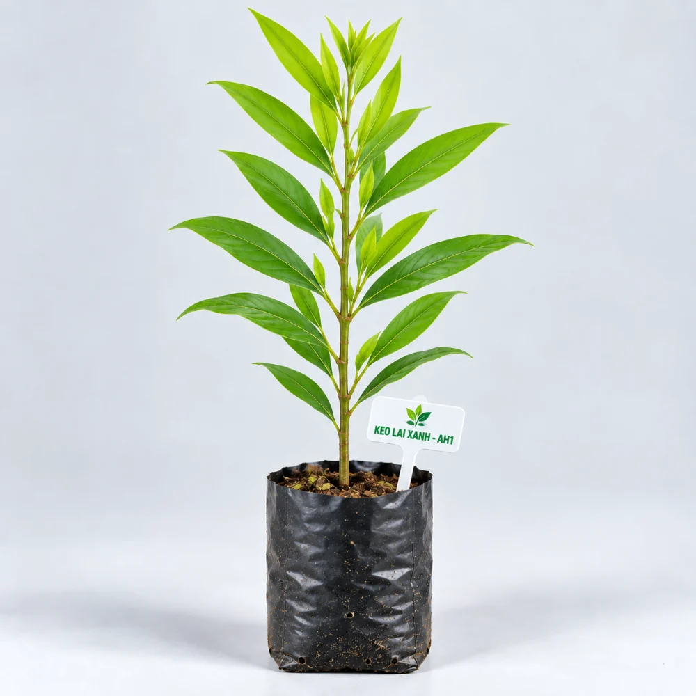 Cây giống keo lai mô AH1 bầu đất
