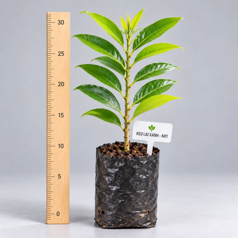 Cây giống keo lai mô AH1 - chiều cao 30 cm