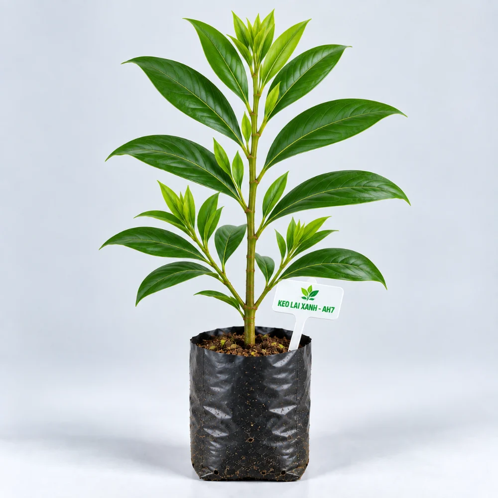 Cây giống keo lai mô AH7 bầu đất