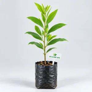 Cây giống keo lai mô BV10 bầu đất