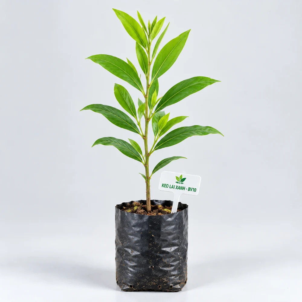 Cây giống keo lai mô BV10 bầu đất