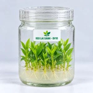 Keo lai mô BV10 trong bình thạch