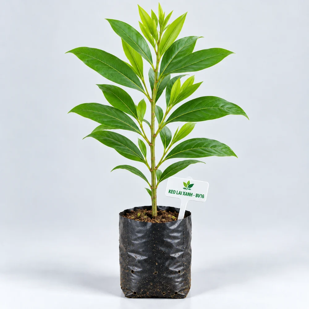 Cây giống keo lai mô BV16 bầu đất