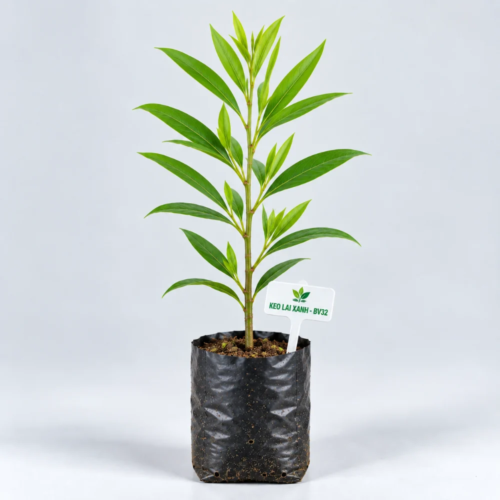 Cây giống keo lai mô BV32 bầu đất