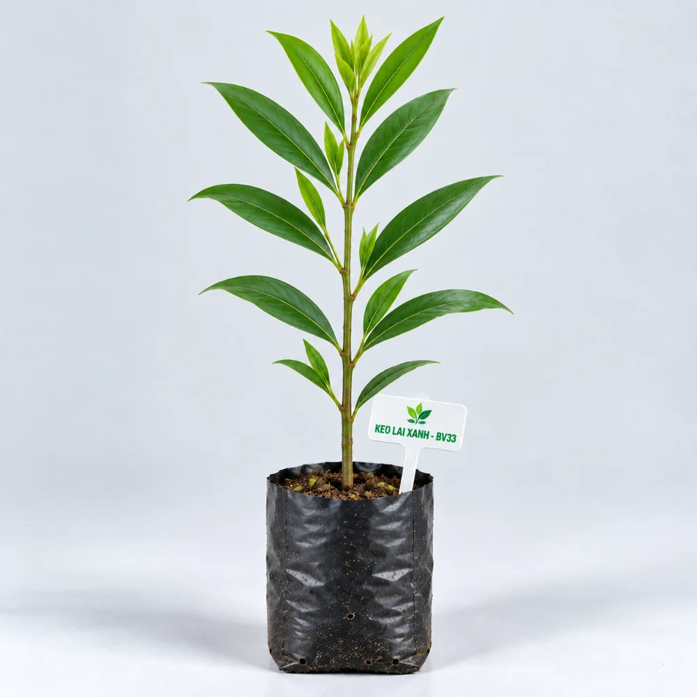 Cây giống keo lai mô BV33 bầu đất