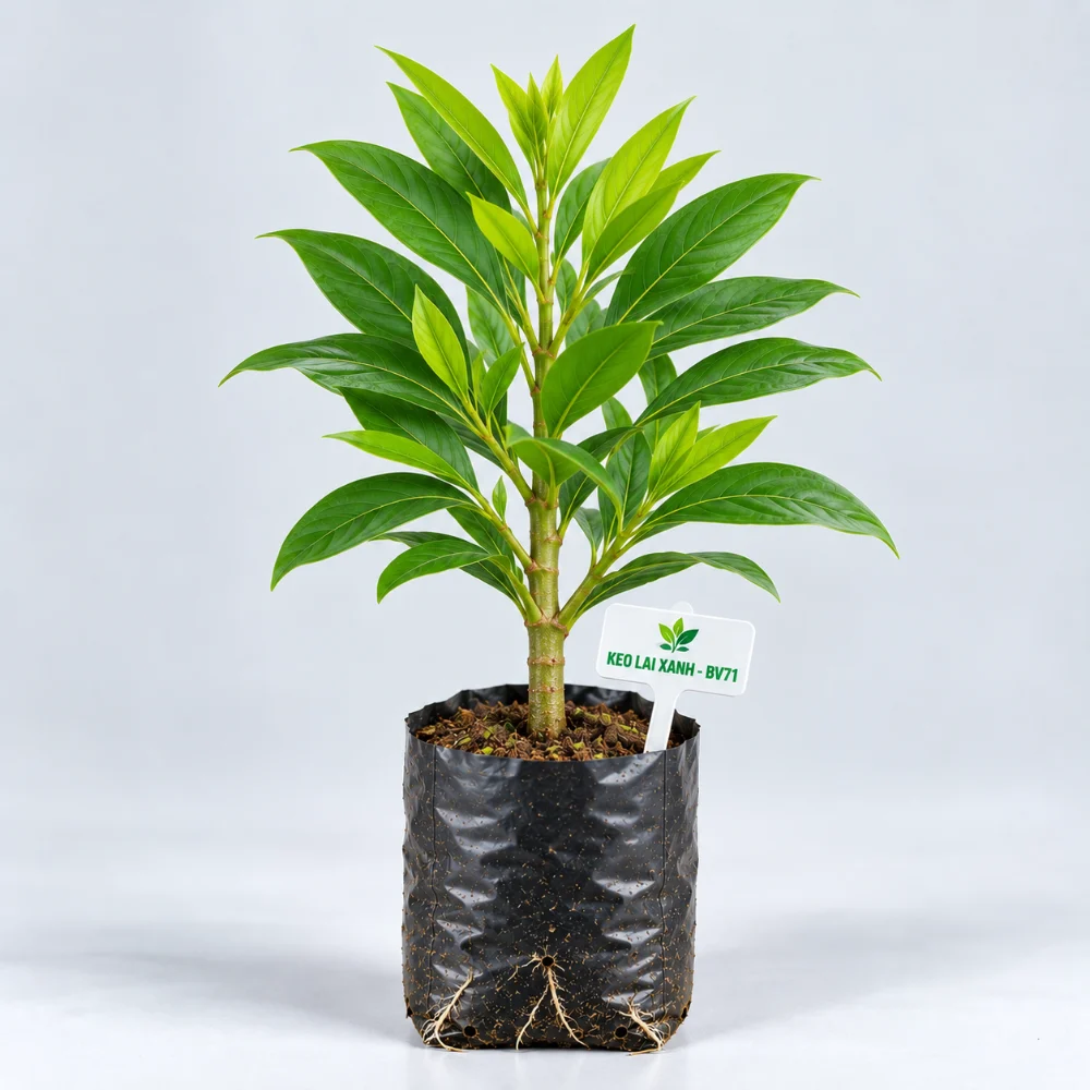 Cây giống keo lai mô BV71 bầu đất