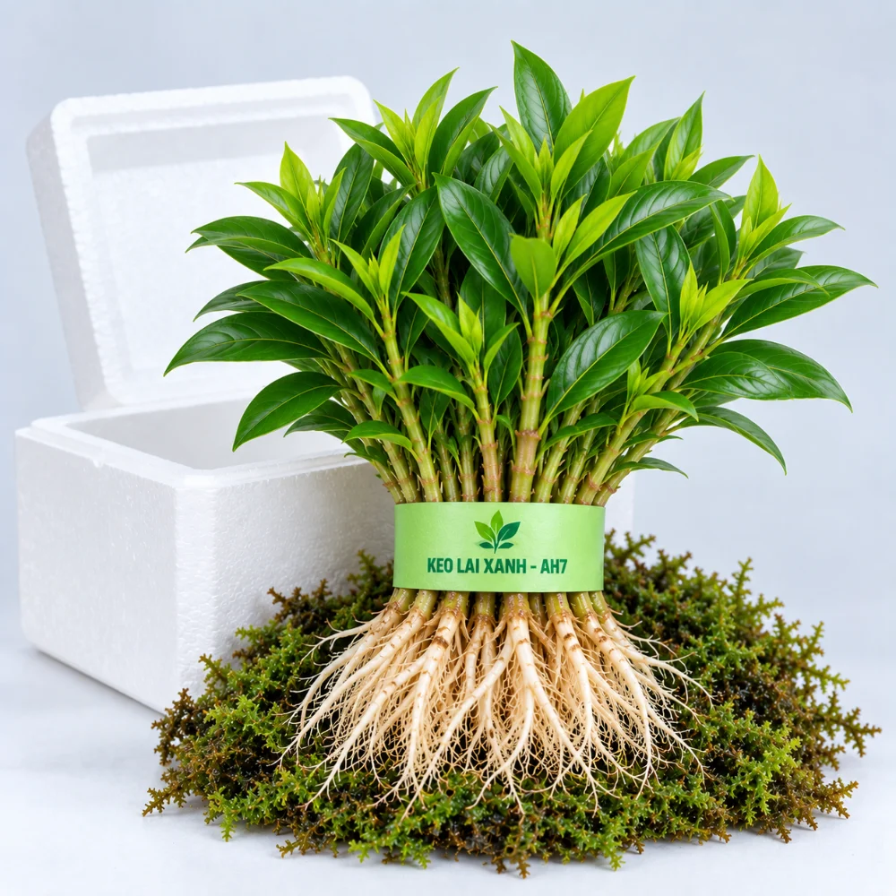 Mầm keo lai mô AH7 rễ trần