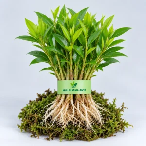 Mầm keo lai mô BV10 rễ trần